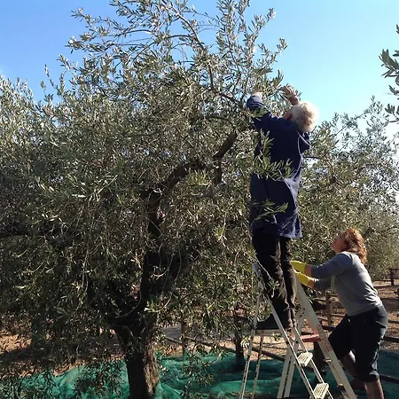 דירה Rustico Degli Ulivi אורוסיי