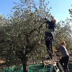 公寓 Rustico Degli Ulivi 奥罗塞伊